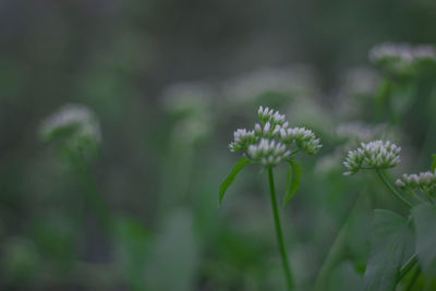 Close-up of flowering plant on field