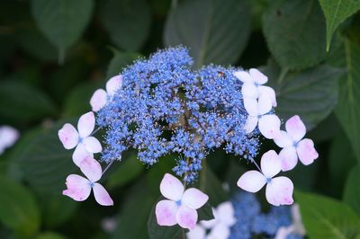 Close-up of purple flowers blooming outdoors