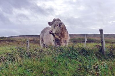 Sheep on landscape