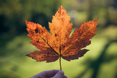 Close-up of hand holding maple leaf during autumn