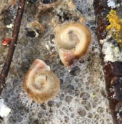 Close-up high angle view of shells