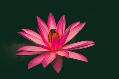 Close-up of insect on pink flower against black background