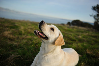 Close-up of dog on field against sky