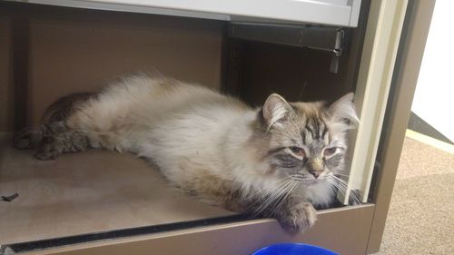 Close-up portrait of cat relaxing at home