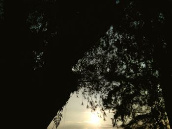 Low angle view of silhouette trees against sky at night