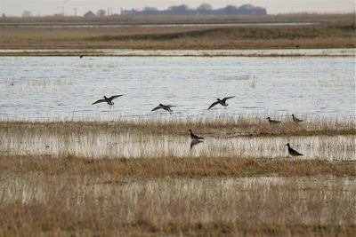 Birds flying over lake