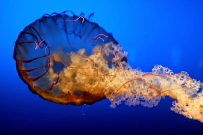 Close-up of jellyfish in sea