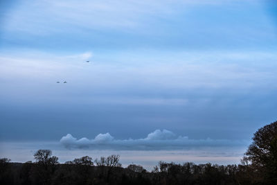 Low angle view of birds flying against sky