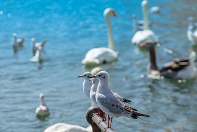 Seagulls flying over sea