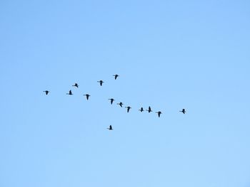 Low angle view of canada geese birds flying in sky