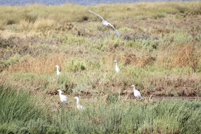 View of birds flying over land