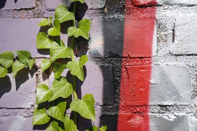 Close-up of ivy on wall