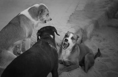 High angle view of dogs