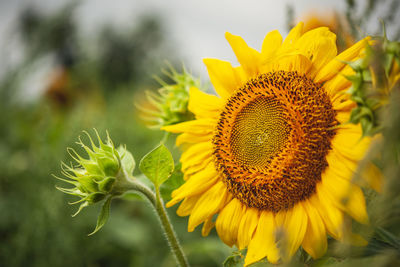 Close-up of sunflower on plant