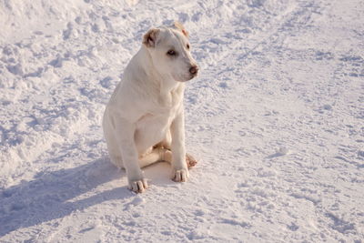 Puppy female, 4 months old, sits in the snow.