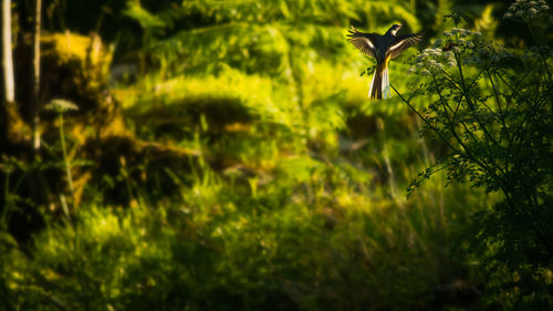 Close-up of bird flying against trees