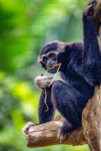 Monkey sitting on tree