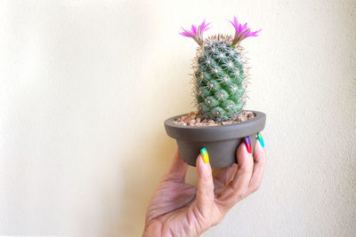 Close-up of woman hand holding succulent plant against wall