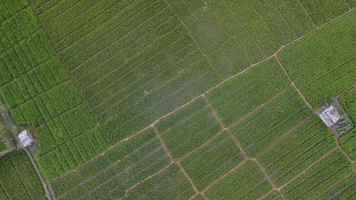 Full frame shot of crop growing on field