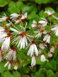 Close-up of white flowers