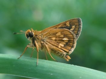 Close-up of butterfly pollinating on leaf