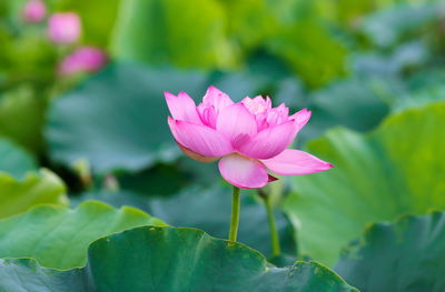 Close-up of pink water lily in pond