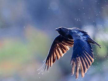 Close-up of bird flying