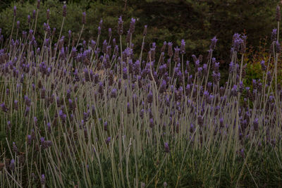 Close-up of purple lavender flowers