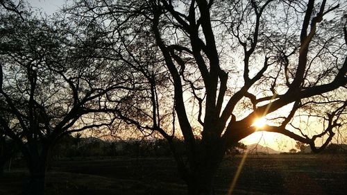 Silhouette bare trees against sky during sunset