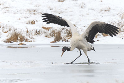 Black-necked crane foraging on frozen lakeshore