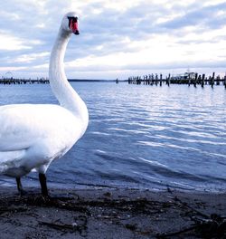 Swan on beach against sky