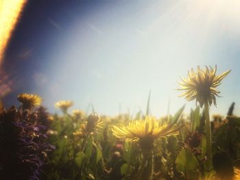 Close-up of yellow flowers blooming in field