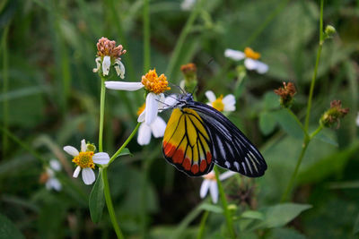 Close-up of butterfly pollinating on flower