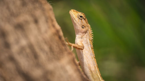 Close-up of a lizard