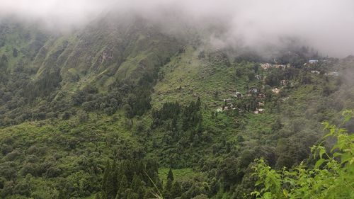 High angle view of trees in forest