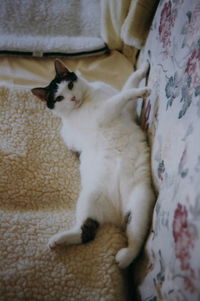 Portrait of cat