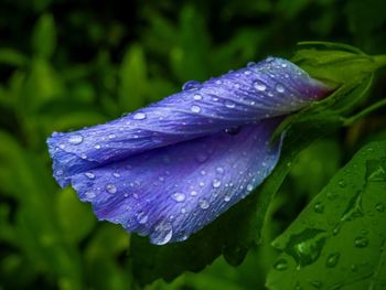 Close-up of water drops on pink flower
