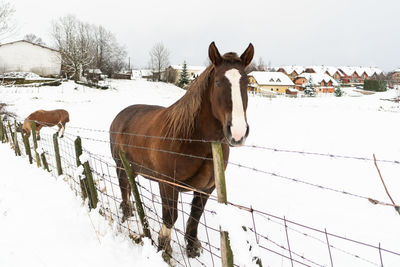 Horse on snow covered field