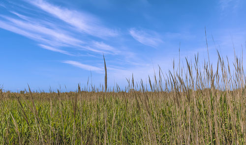 Scenic view of field against blue sky