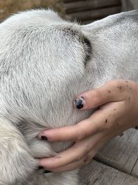 Close-up of hand touching white finger