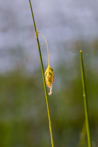 Natural vegetation growing on the ground in swamp. flora in natural habitat of wetlands in latvia.