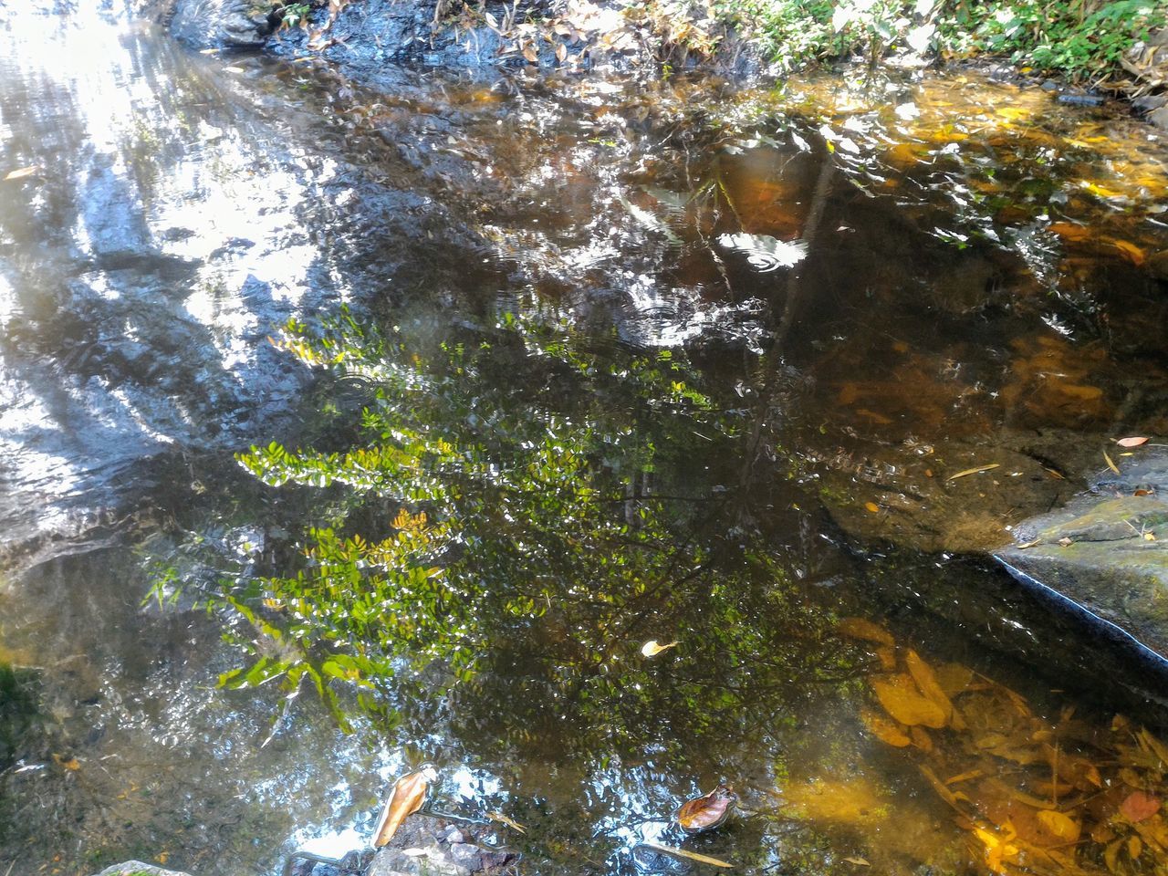 VIEW OF A TURTLE IN LAKE