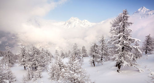 Snow covered trees against sky