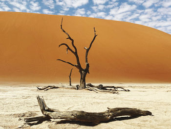 Petrified tree  against sand and dune in the middle of the namibian desert, a graveyard of trees. 