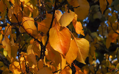 Close-up of yellow leaves against blurred background