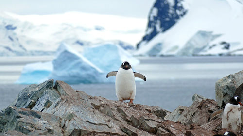 Gentoo penguin before iceberg