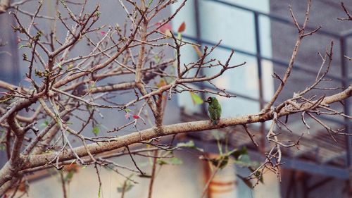 Close-up of bird perching on bare tree against sky