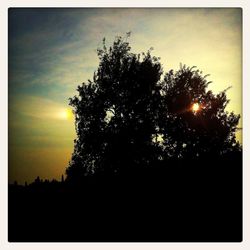 Silhouette of trees at sunset