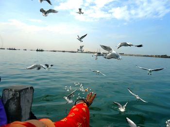 Cropped hand feeding seagulls at sea