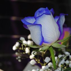 Close-up of purple flowers blooming outdoors